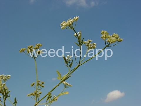 hedge-parsley